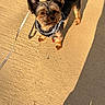 dog, small_dog, leash, shadow, concrete, outdoor, sunlight, pet, ears, fur, looking_up, close_up, walking, daylight, animal, companion, cute, alert, standing, portrait