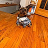 dog, small_dog, pet, indoor, wooden_floor, striped_shirt, clothing, ears, curious, brown, black, flooring, door, shelf, basket, household_items, fur, cute, looking_up, animal