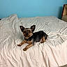 dog, pet, bed, blanket, indoors, animal, fur, ears, looking, laying, comfort, blue_wall, white_bedspread, curious, small_dog, canine, floor, furniture, resting, domestic