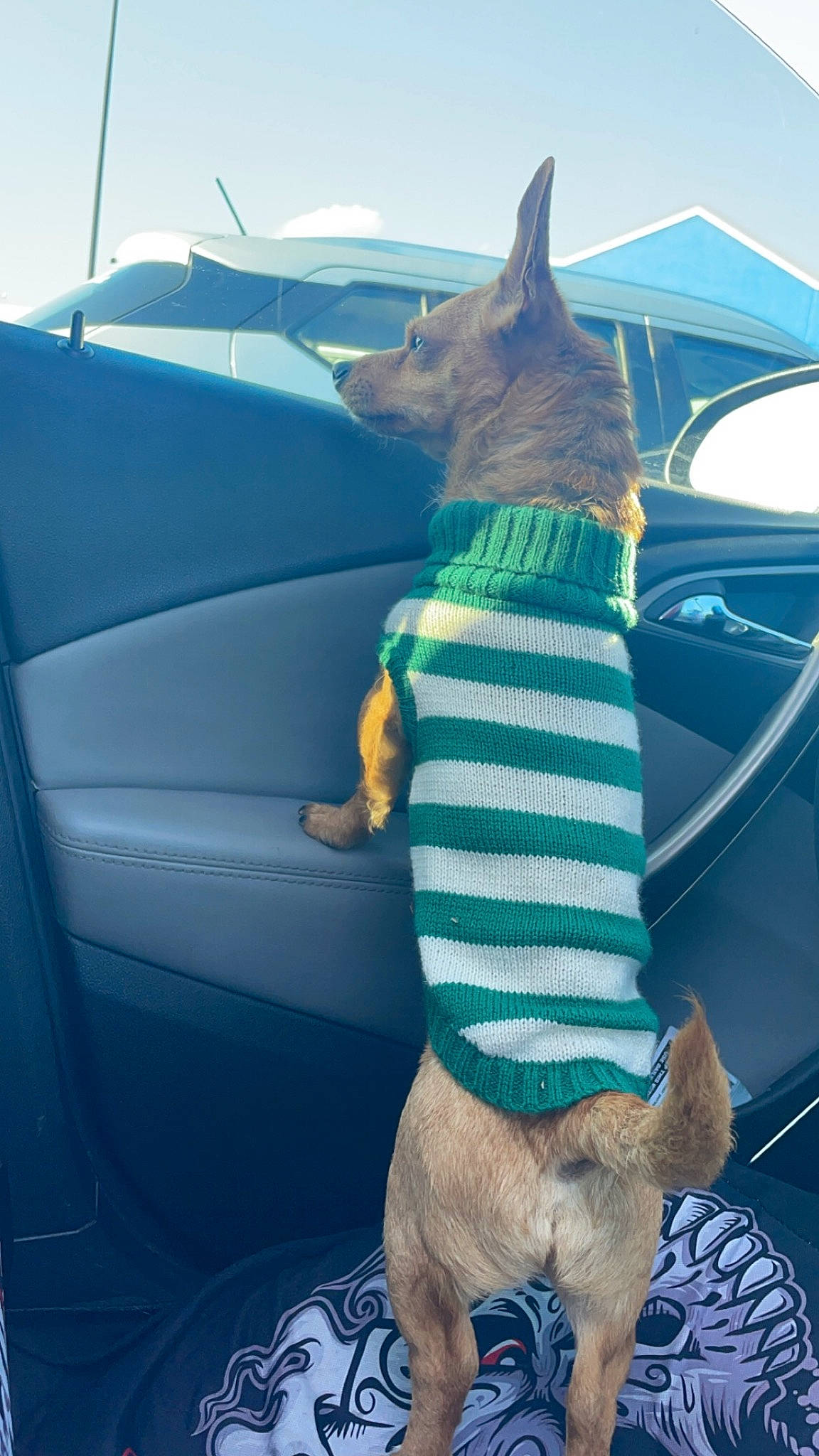 Aspen is registered to the contest to win money with this photo: automotive_exterior, automotive_lighting, blue, car, carnivore, companion_dog, dog, dog_breed, electric_blue, fawn, felidae, fender, hood, sky, small_to_medium_sized_cats, snout, tail, vehicle, vehicle_door, whiskers