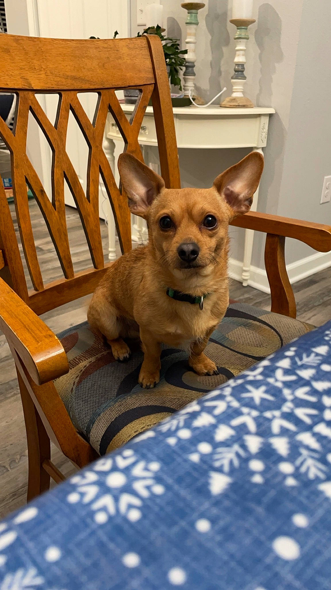 Aspen is registered to the contest to win money with this photo: carnivore, chair, chihuahua, comfort, companion_dog, dog, dog_breed, dog_supply, fawn, flooring, furniture, hardwood, outdoor_furniture, snout, sporting_group, table, toy_dog, whiskers, wood, working_animal