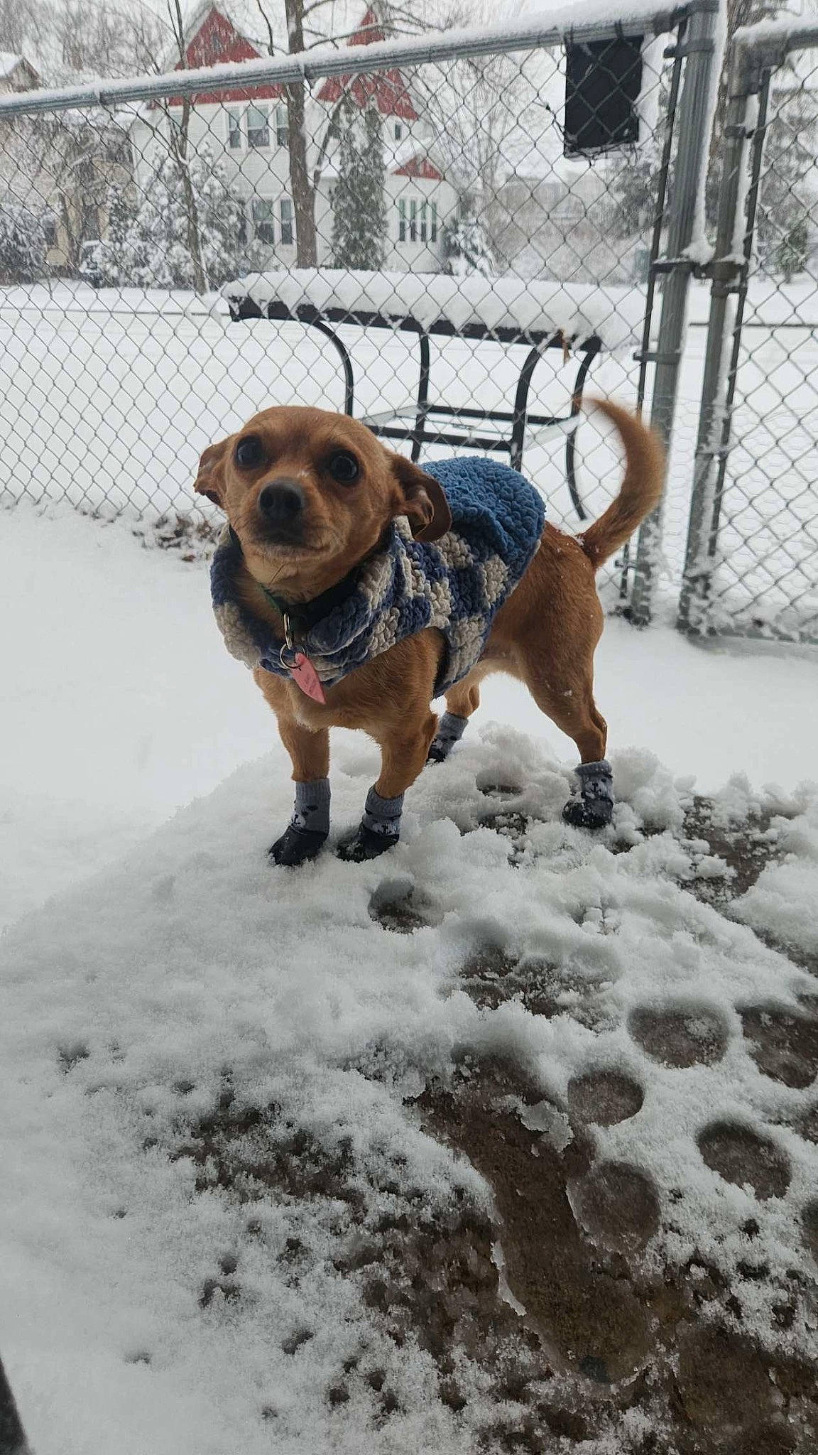 Aspen joined the competition — help win amazing prizes! canidae, carnivore, collar, companion_dog, dog, dog_breed, dog_clothes, dog_collar, dog_supply, fawn, fence, freezing, leash, pet_supply, shar_pei, snout, snow, tail, winter, working_animal