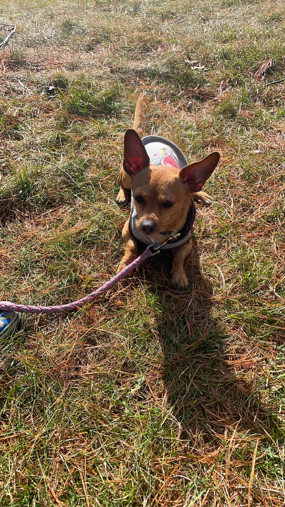 Aspen is registered to the contest to win money with this photo: canidae, carnivore, collar, companion_dog, dog, dog_breed, dog_collar, fawn, grass, grassland, hunting_dog, liver, plant, snout, soil, sporting_group, tail, terrestrial_animal, working_animal, working_terrier