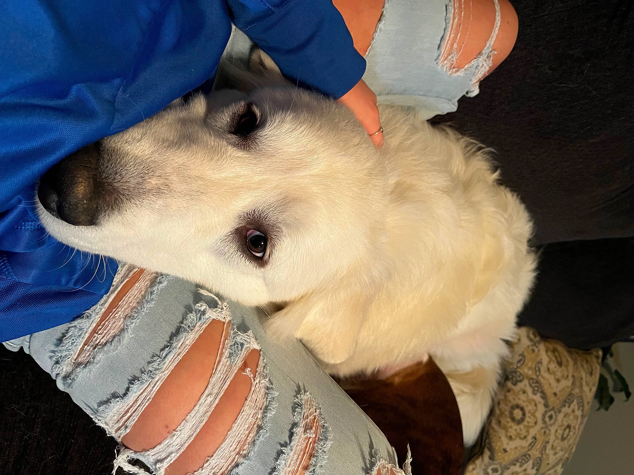 Archie is registered to the contest to win money with this photo: canidae, carnivore, collar, companion_dog, dog, dog_breed, dog_collar, dog_supply, fawn, fur, jaw, non_sporting_group, paw, pet_supply, puppy, snout, sporting_group, whiskers, working_animal