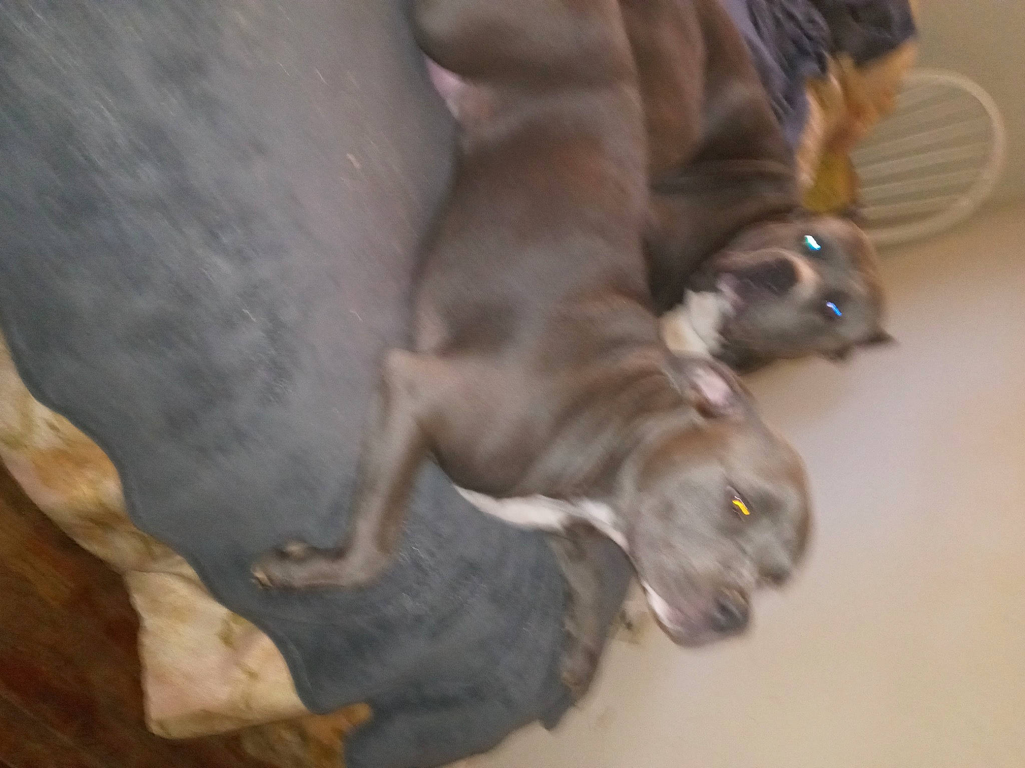 Tango joined the competition — help win amazing prizes! canidae, carnivore, companion_dog, dog, dog_breed, fawn, felidae, fur, hardwood, liver, non_sporting_group, paw, sporting_group, tail, terrestrial_animal, toy_dog, whiskers, wood, working_animal