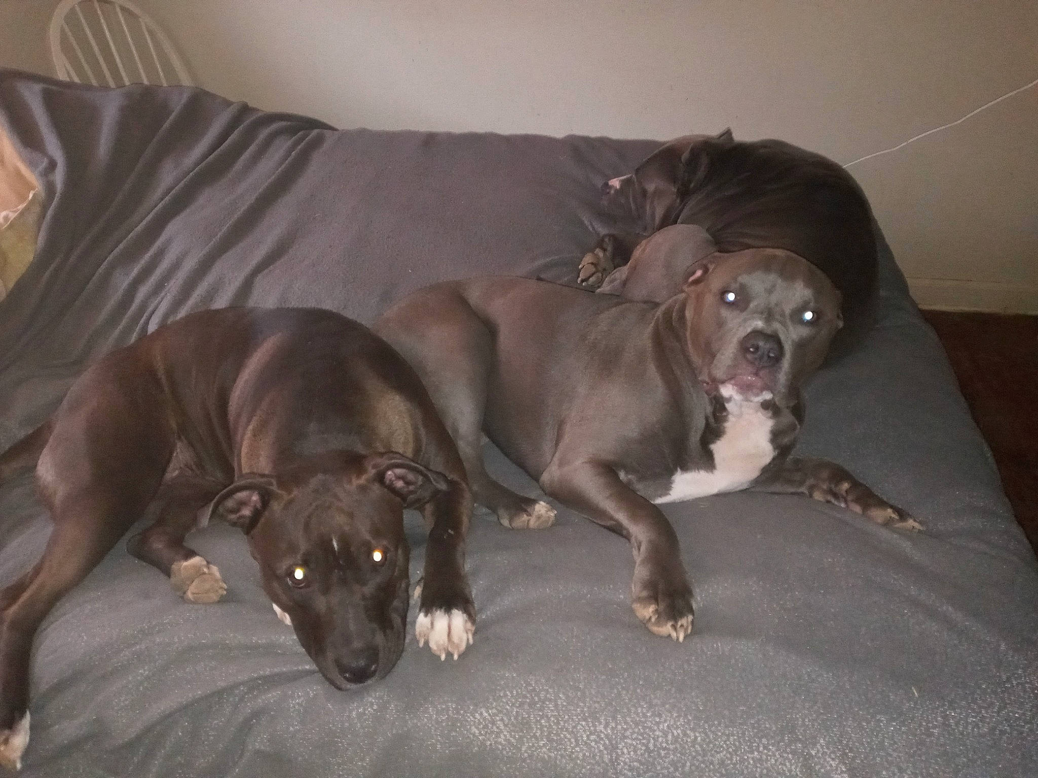 Tango joined the competition — help win amazing prizes! borador, brown, canidae, carnivore, comfort, companion_dog, couch, dog, dog_breed, dog_supply, fawn, flooring, guard_dog, gun_dog, hardwood, liver, pet_supply, sporting_group, whiskers, working_animal