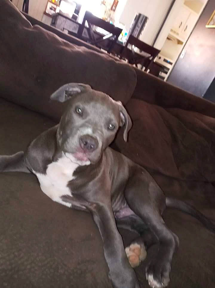 Tango is registered to the contest to win money with this photo: canidae, carnivore, comfort, companion_dog, couch, dog, dog_breed, fawn, floor, flooring, hardwood, liver, metal, snout, sporting_group, table, tail, whiskers, wood, working_animal