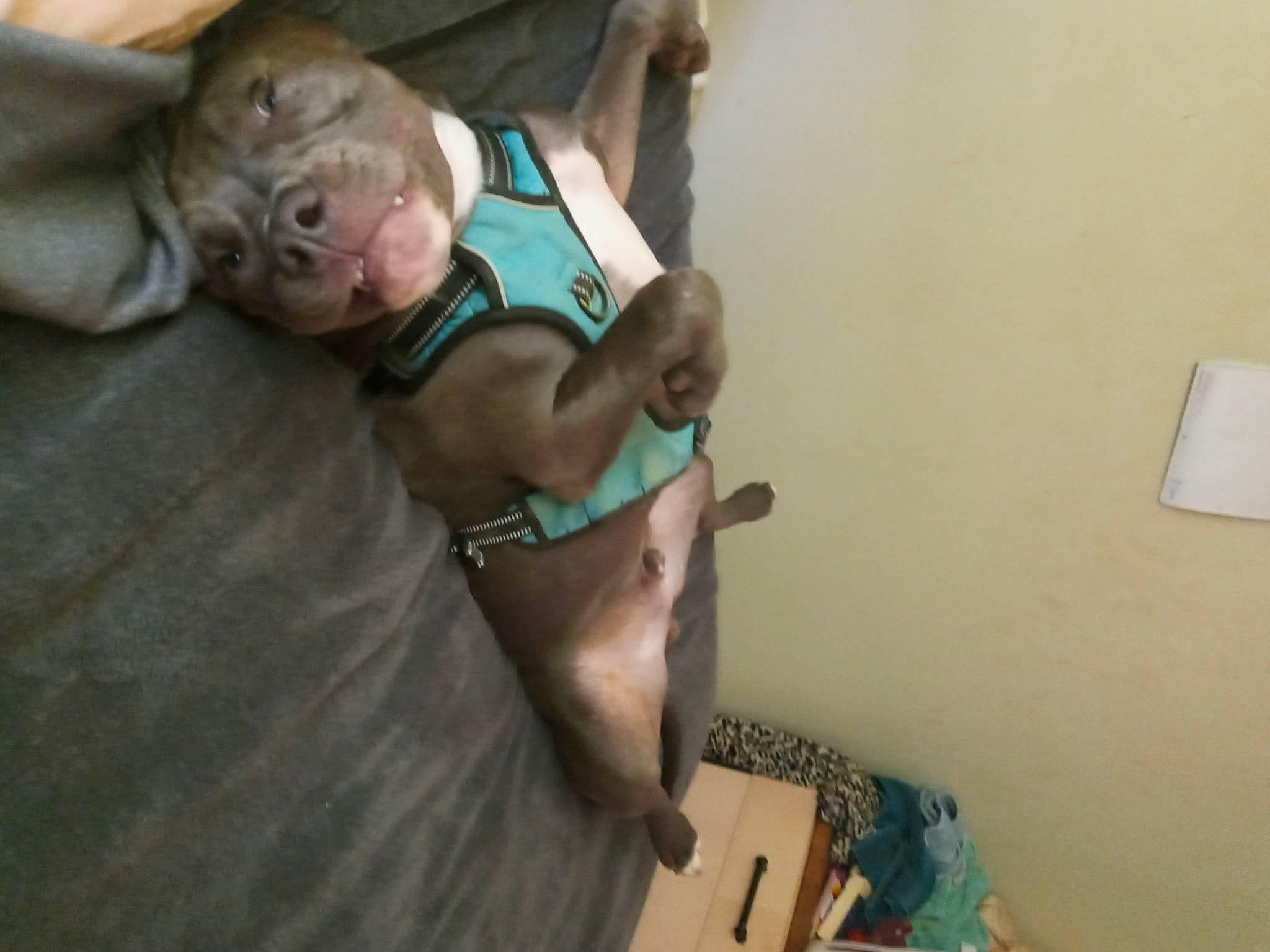 Tango is registered to the contest to win money with this photo: abdomen, adventure, baby, baby_products, chest, comfort, elbow, flooring, fun, human_leg, knee, leisure, linens, recreation, room, sitting, thigh, toddler, wood, wrist