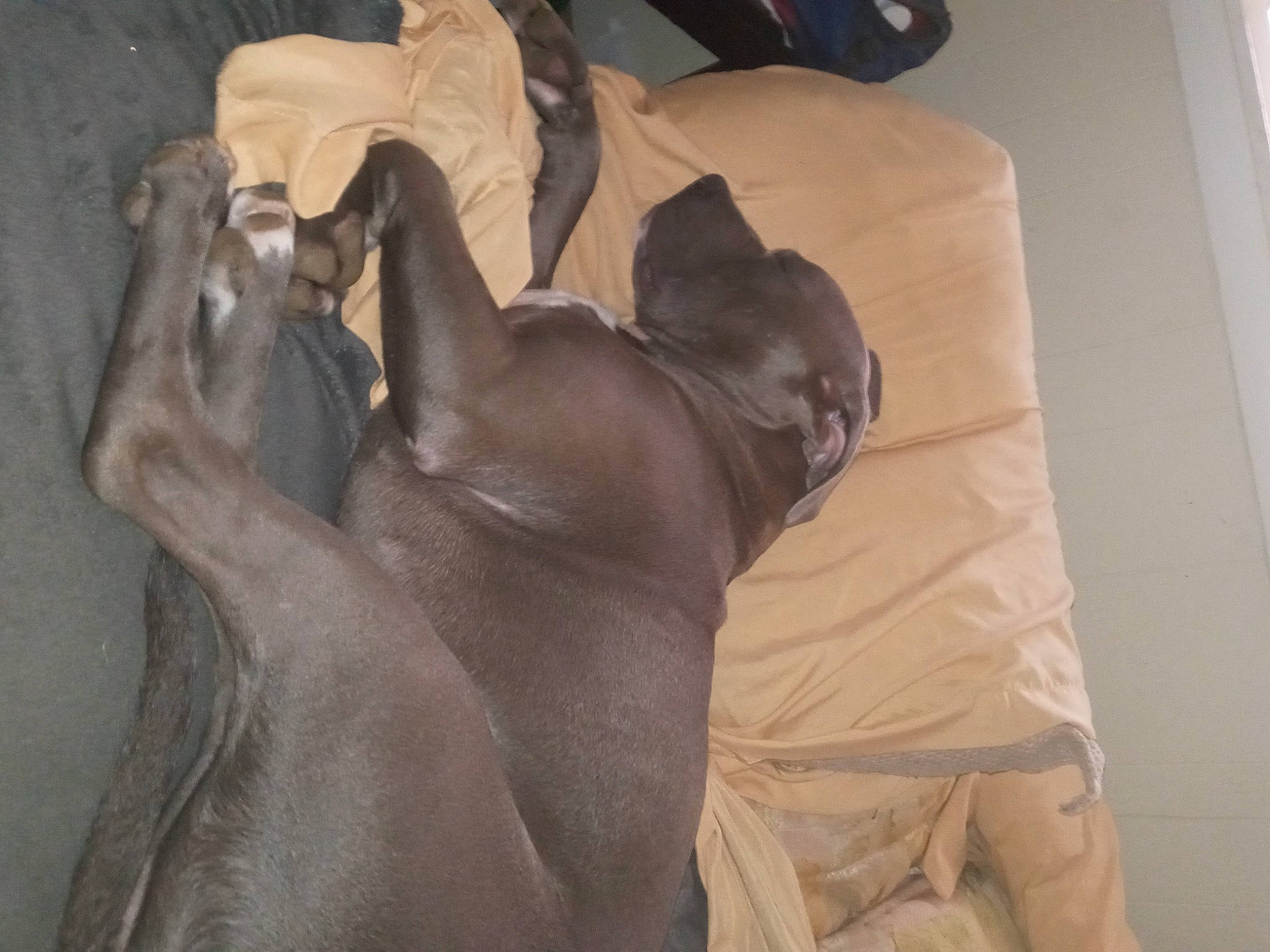 Tango joined the competition — help win amazing prizes! art, brown, canidae, carnivore, comfort, companion_dog, dog, dog_breed, fawn, guard_dog, hardwood, linens, liver, non_sporting_group, sporting_group, terrestrial_animal, weimaraner, wood, working_animal, wrinkle