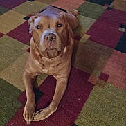 Shyla is registered to the contest to win money with this photo: dog, brown_dog, pet, indoor, carpet, rug, animal, canine, floor, looking, lying_down, resting, domestic_animal, mammal, fur, paws, ears, nose, eyes, calm