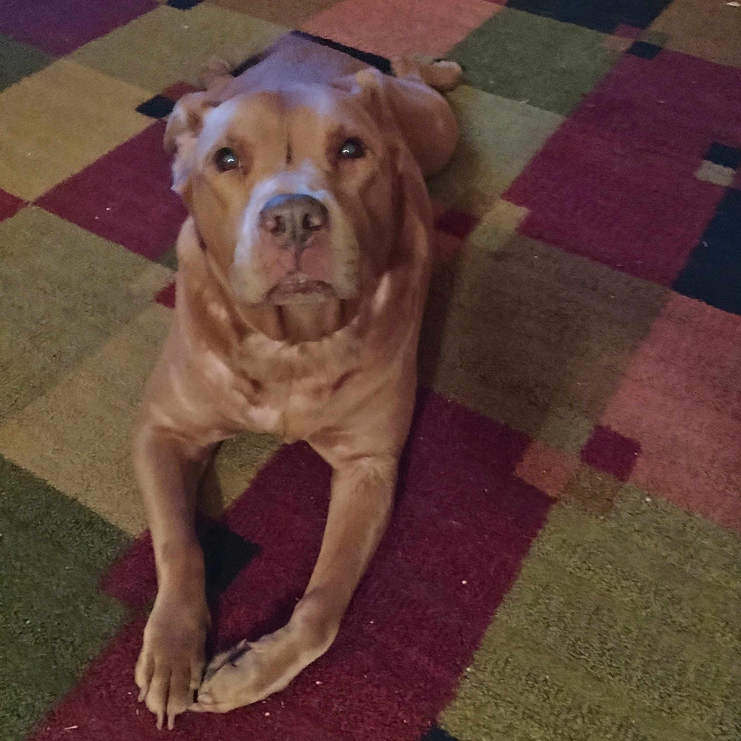 Shyla