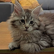 Aryna participe au concours pour gagner de l'argent avec cette photo : kitten, cat, fluffy, feline, wooden_table, indoor, couch, pillow, pet, whiskers, fur, closeup, cute, domestic_animal, resting, animal, young_cat, relaxed, soft_lighting, living_room