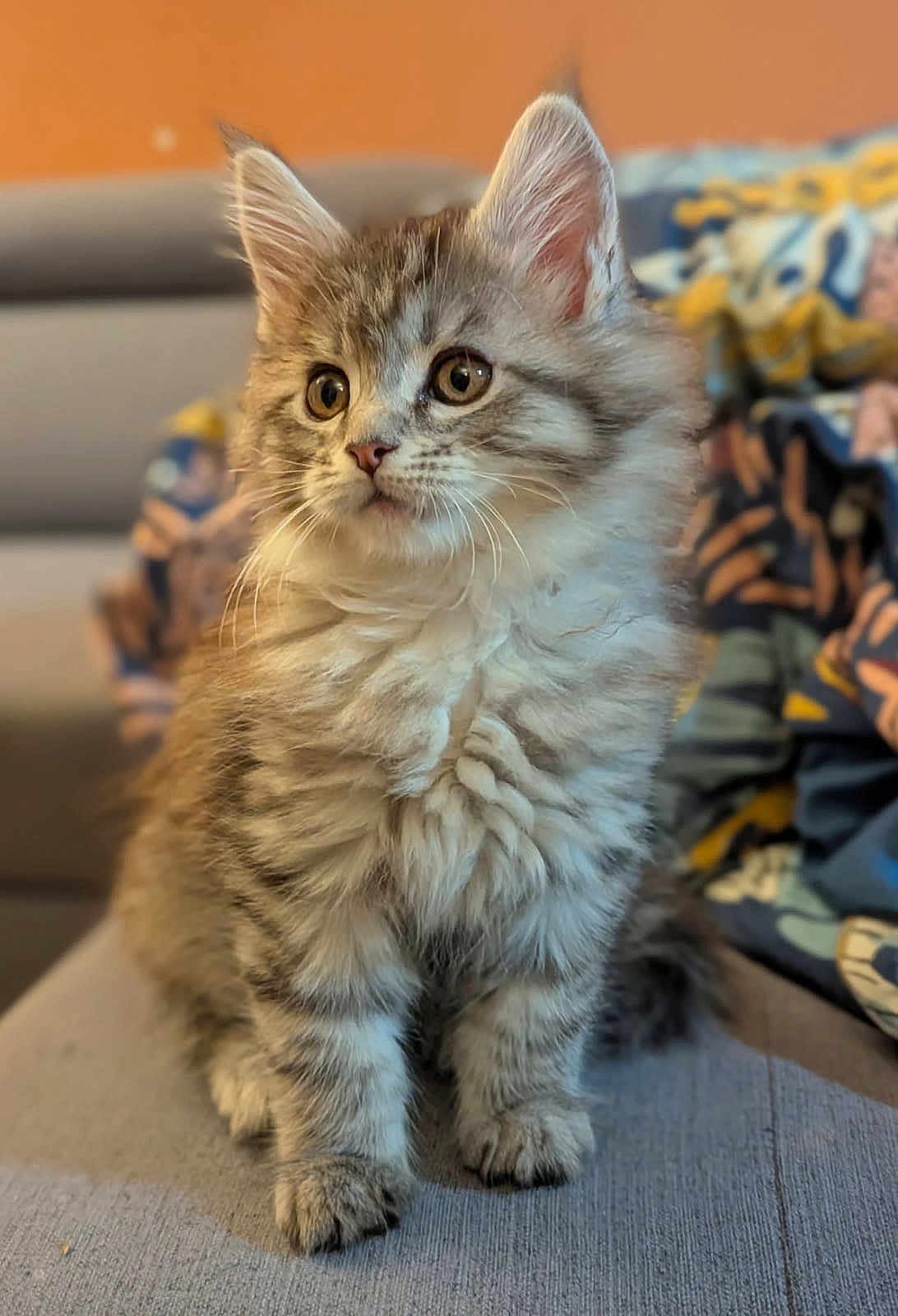 Aryna a rejoint le concours — aidez-le/la à gagner de superbes lots ! kitten, cat, fluffy, fur, cute, pet, animal, indoor, couch, seated, young, whiskers, ears, tabby, curious, soft_focus, cozy, domestic, mammal, portrait