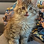 Aryna participe au concours pour gagner de l'argent avec cette photo : kitten, cat, fluffy, tongue_out, curious, playful, pet, cute, indoor, couch, blanket, feline, young_animal, soft_fur, whiskers, ears, animal_portrait, sitting, domestic_animal, closeup