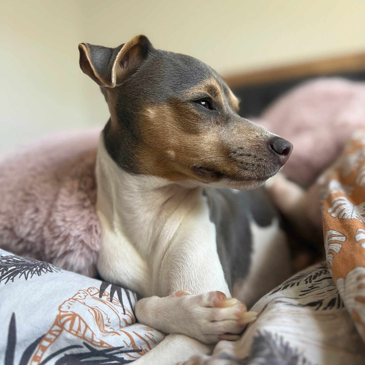 Vicka a rejoint le concours — aidez-le/la à gagner de superbes lots ! animal, bed, blanket, canine, comfort, cozy, cute, dog, ears, fur, indoor, muzzle, paw, pet, pillow, portrait, relaxed, resting, sleepy, soft