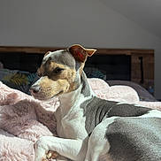 Vicka a rejoint le concours — aidez-le/la à gagner de superbes lots ! dog, pet, indoor, bed, blanket, sunlight, relaxed, cozy, fur, animal, resting, paw, canine, comfortable, sleepy, domestic, mammal, closeup, soft, home