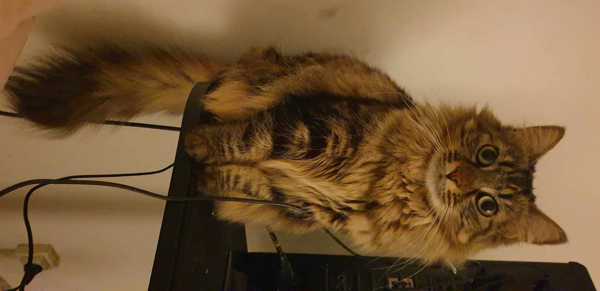 Mimi