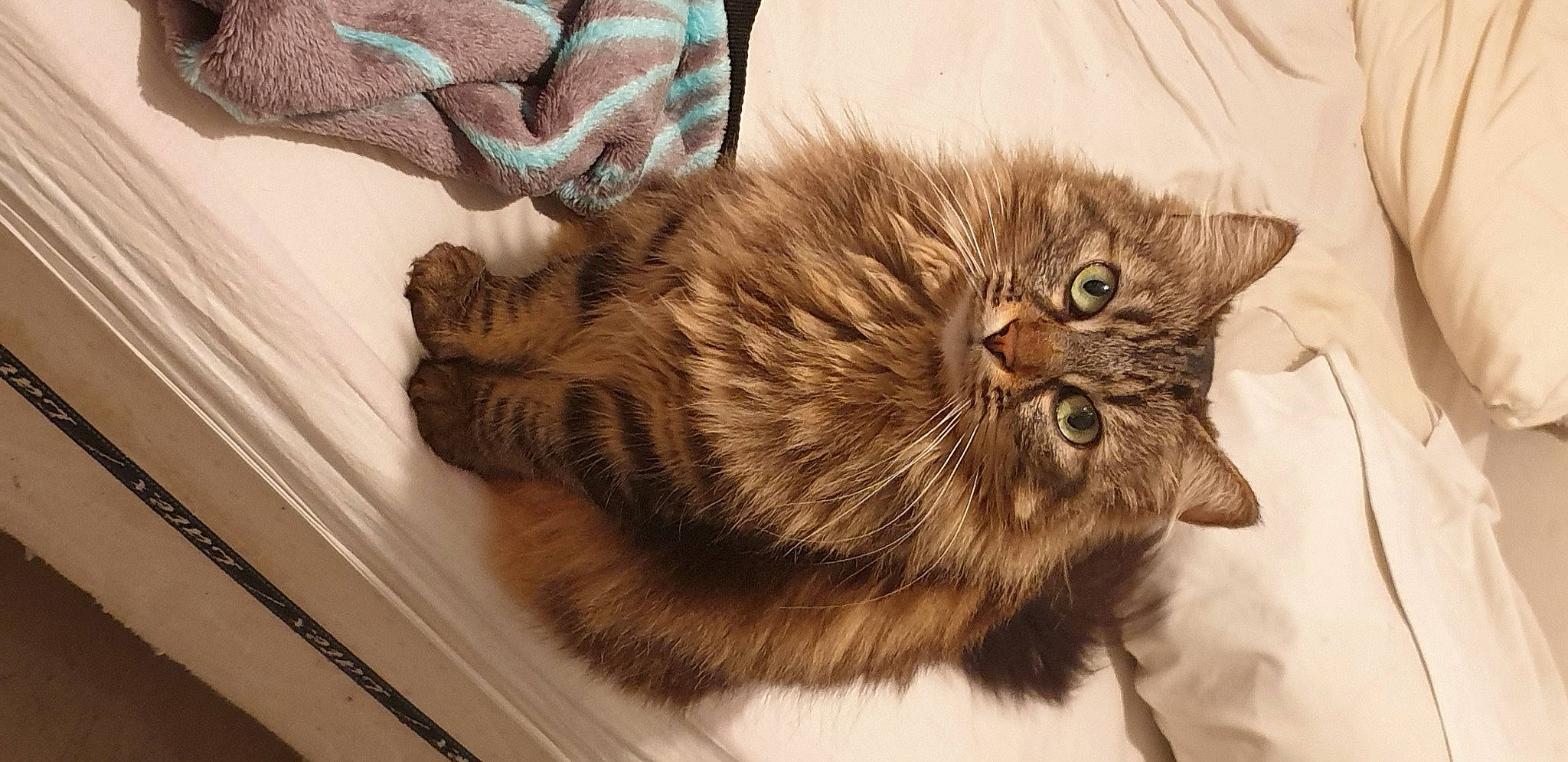 Mimi participe au concours pour gagner de l'argent avec cette photo : brown, carnivore, cat, claw, comfort, domestic_short_haired_cat, ear, fawn, felidae, fur, liver, paw, persian, small_to_medium_sized_cats, tail, terrestrial_animal, whiskers