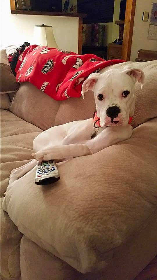 Apollo is registered to the contest to win money with this photo: canidae, carmine, carnivore, comfort, companion_dog, couch, dog, dog_breed, fawn, flooring, foot, human_leg, pillow, room, sitting, sporting_group, studio_couch, toy_dog, working_animal, wrist