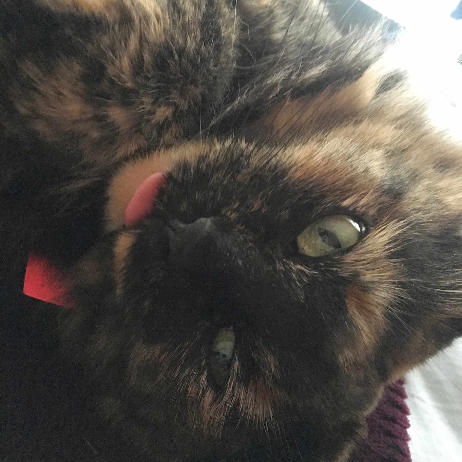 Angel is registered to the contest to win money with this photo: black_cat, carnivore, cat, close_up, cloud, ear, eye, felidae, fur, kitten, nose, persian, skin, sky, small_to_medium_sized_cats, snout, whiskers