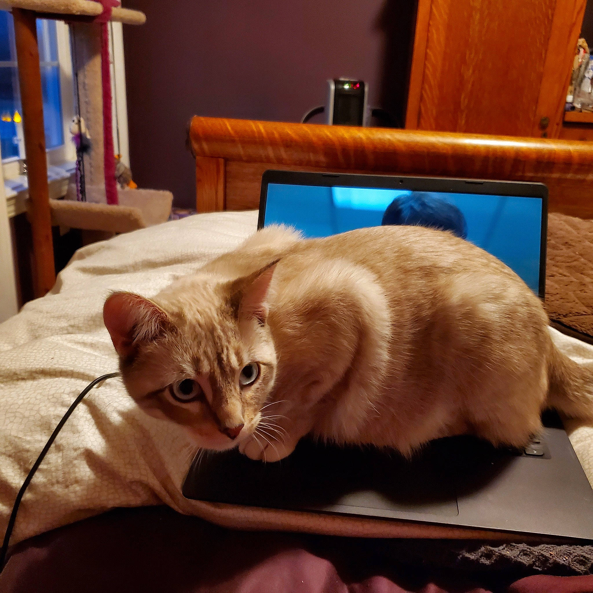 Chow is registered to the contest to win money with this photo: carnivore, cat, chair, comfort, companion_dog, domestic_short_haired_cat, eye, fawn, felidae, furniture, lap, paw, small_to_medium_sized_cats, snout, tail, thai, tonkinese, whiskers, window, wood