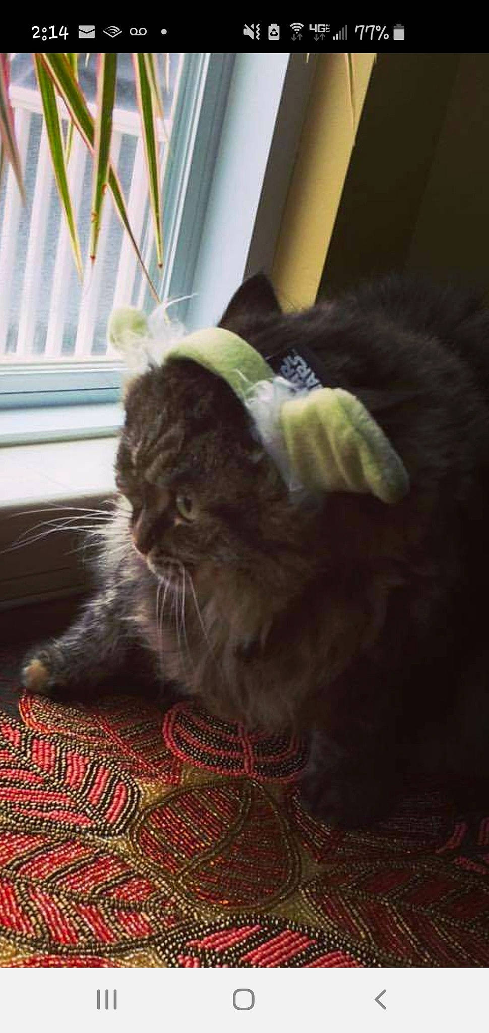 Morgan is registered to the contest to win money with this photo: black_cat, carnivore, cat, claw, comfort, domestic_short_haired_cat, fawn, felidae, floor, flooring, fur, hardwood, plant, small_to_medium_sized_cats, snout, tail, terrestrial_animal, whiskers, window, wood