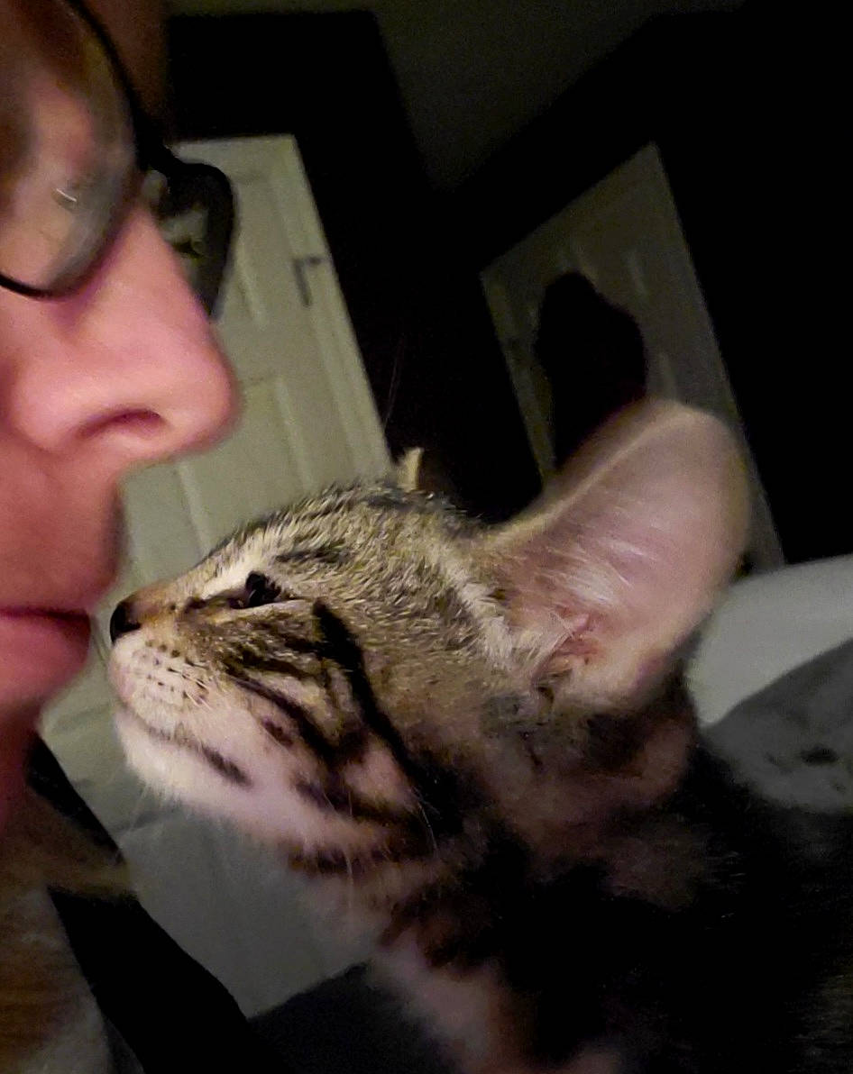 Bello is registered to the contest to win money with this photo: carnivore, cat, claw, comfort, domestic_short_haired_cat, ear, eye, eyewear, face, fawn, felidae, fur, glasses, head, nose, small_to_medium_sized_cats, snout, terrestrial_animal, vision_care, whiskers