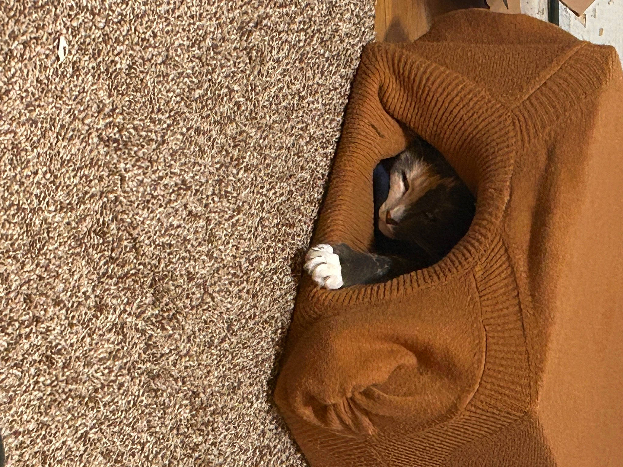 Athena is registered to the contest to win money with this photo: beige, brown, carnivore, carpet, cat, comfort, companion_dog, fawn, felidae, floor, flooring, grass, hardwood, linens, mammal, sand, small_to_medium_sized_cats, textile, whiskers, wood