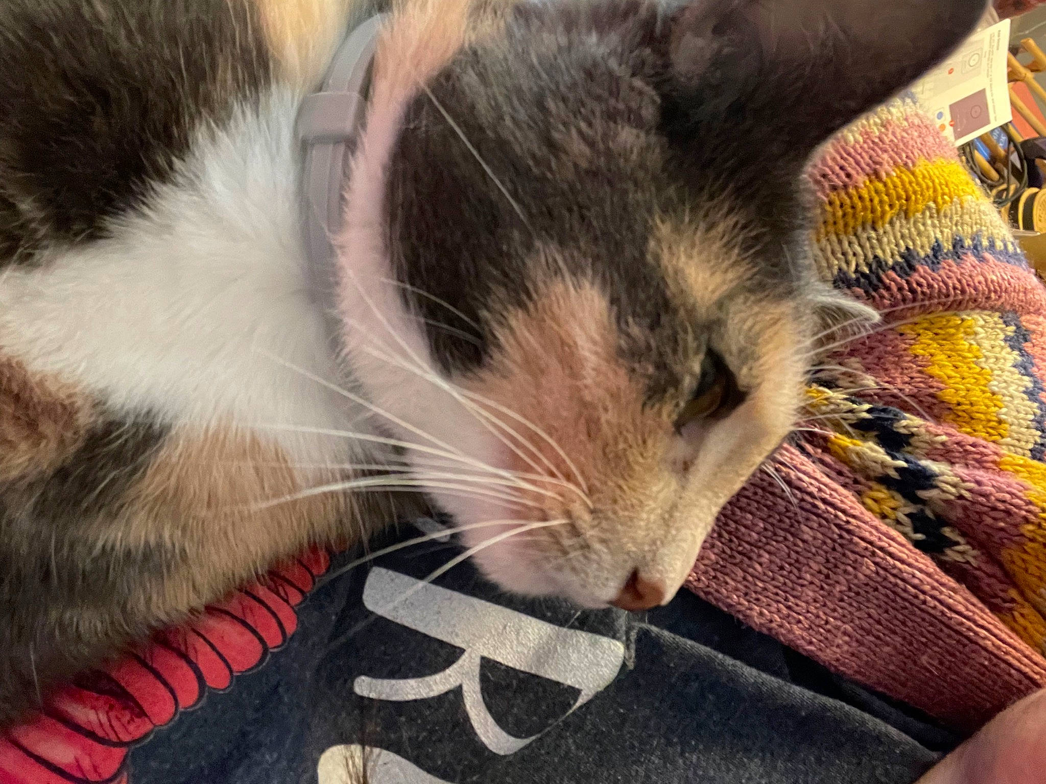 Athena joined the competition — help win amazing prizes! carnivore, cat, claw, close_up, comfort, domestic_short_haired_cat, felidae, foot, fur, nap, paw, sleep, small_to_medium_sized_cats, snout, tail, whiskers