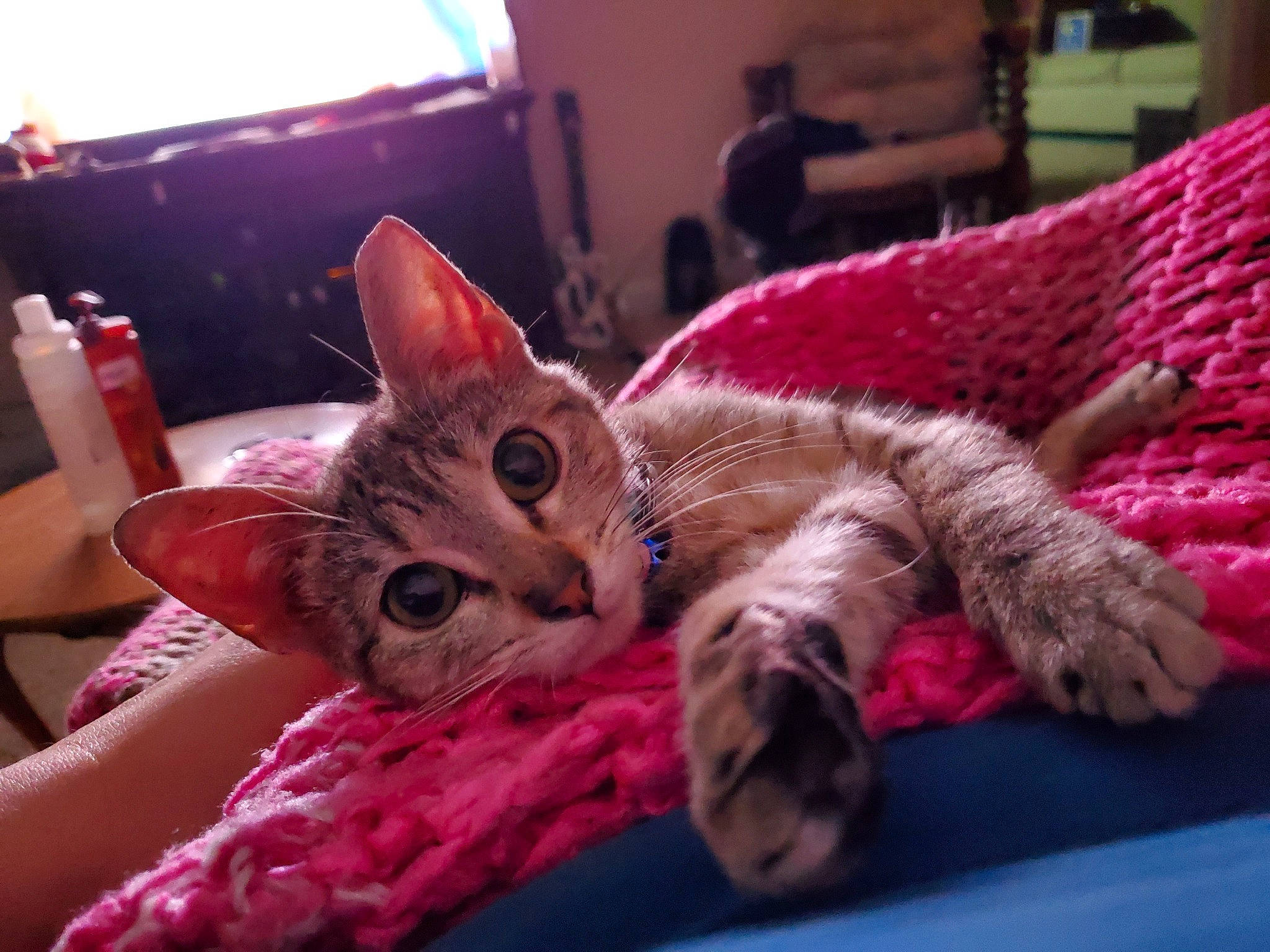 Skye joined the competition — help win amazing prizes! asian, california_spangled, carnivore, cat, chausie, devon_rex, dragon_li, european_shorthair, eye, felidae, fur, kitten, mammal, ocicat, pink, pixie_bob, small_to_medium_sized_cats, tabby_cat, toyger, whiskers