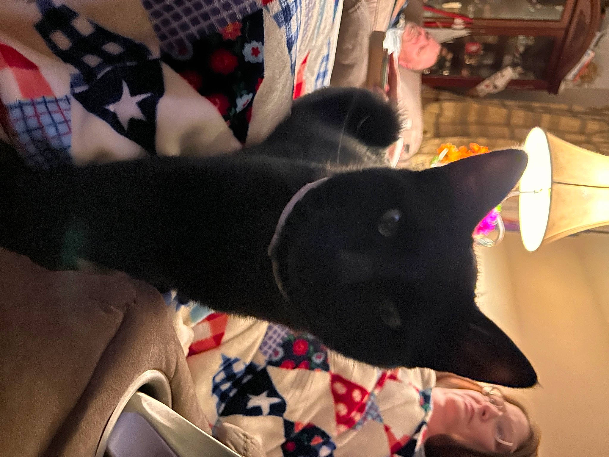 Pax is registered to the contest to win money with this photo: black, black_cat, carmine, carnivore, cat, comfort, fashion_accessory, felidae, fur, grey, human_leg, linens, pattern, plaid, sleeve, small_to_medium_sized_cats, tail, tartan, textile, whiskers