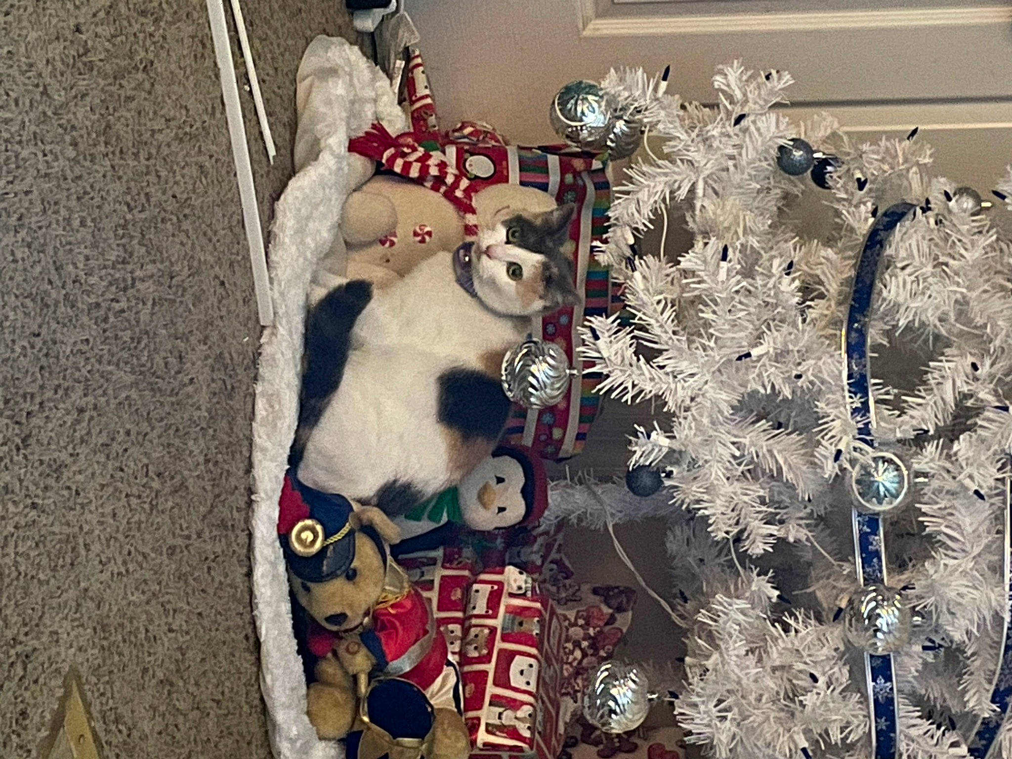 Cali is registered to the contest to win money with this photo: art, carmine, carnivore, christmas, christmas_decoration, christmas_eve, christmas_ornament, event, fawn, fur, holiday, holiday_ornament, ornament, picture_frame, souvenir, stuffed_toy, textile, toy, tree, twig