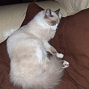 Fantôme a rejoint le concours — aidez-le/la à gagner de superbes lots ! cat, sleeping, fluffy, brown_cushion, beige_couch, indoor, pet, relaxing, fur, paw, animal, domestic, cozy, resting, cute, feline, comfortable, closeup, quiet, calm