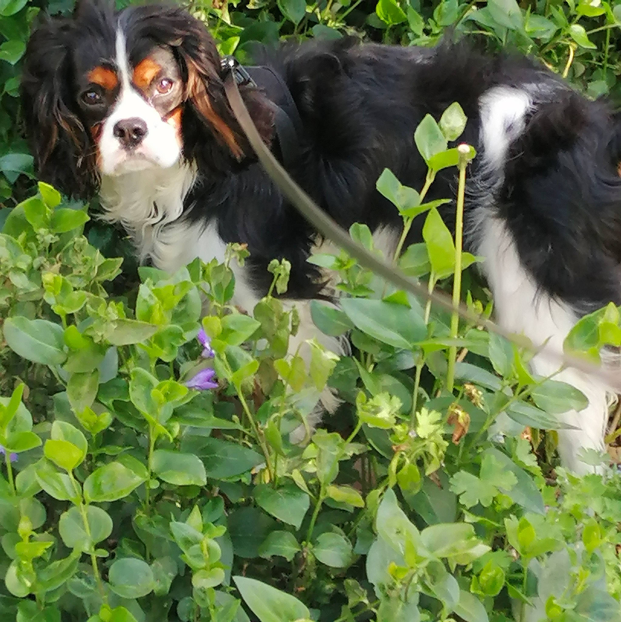 Yankee a rejoint le concours — aidez-le/la à gagner de superbes lots ! bored, canidae, carnivore, cavalier_king_charles_spaniel, companion_dog, dog, dog_breed, fur, grass, green, groundcover, liver, mammal, plant, sporting_group, terrestrial_animal, vertebrate, working_animal, working_dog
