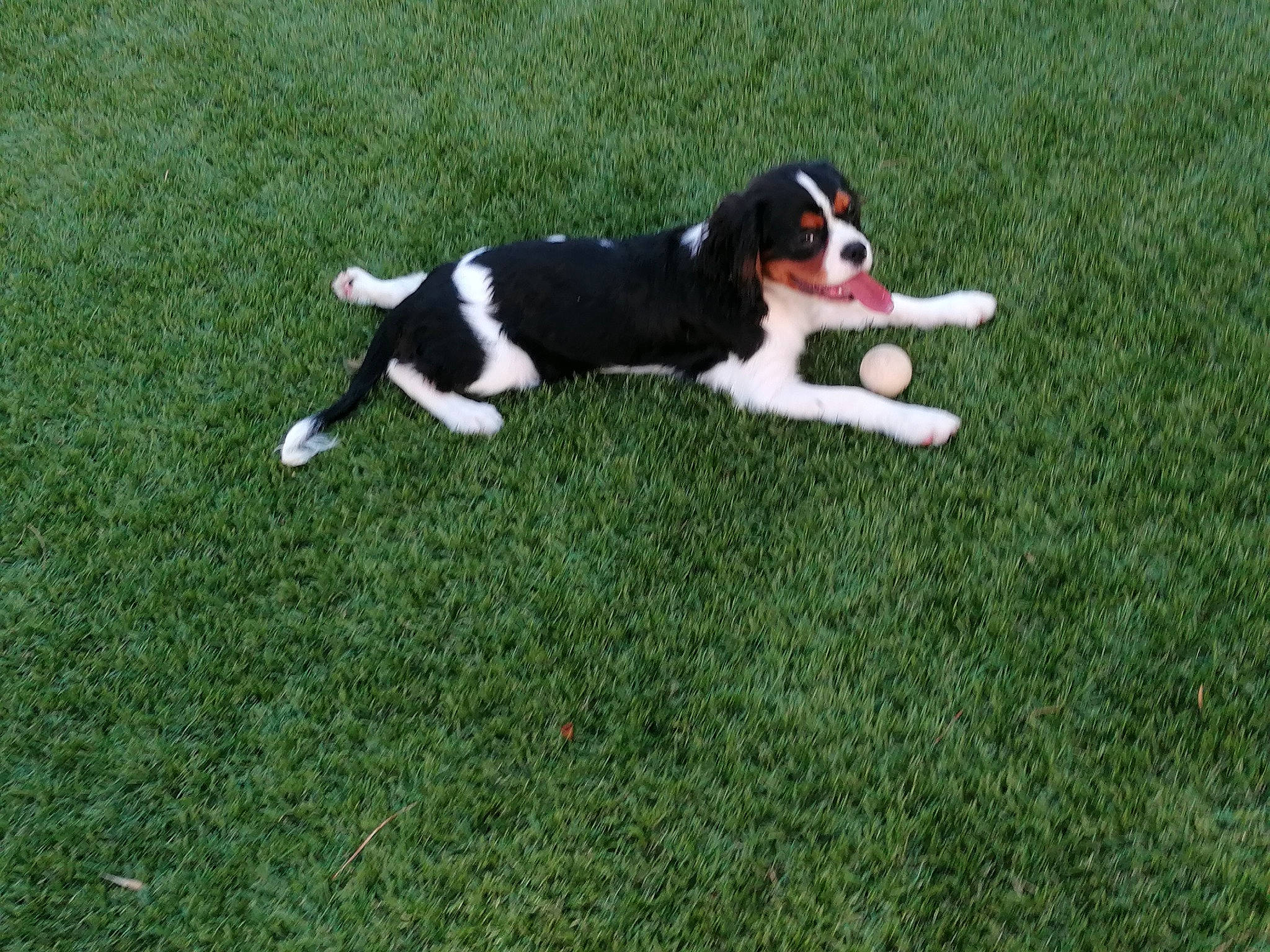 Yankee a rejoint le concours — aidez-le/la à gagner de superbes lots ! canidae, carnivore, cavalier_king_charles_spaniel, companion_dog, dog, dog_breed, flooring, grass, groundcover, herding_dog, hunting_dog, mcnab, plant, recreation, sporting_group, tail, working_dog