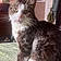 Minette
