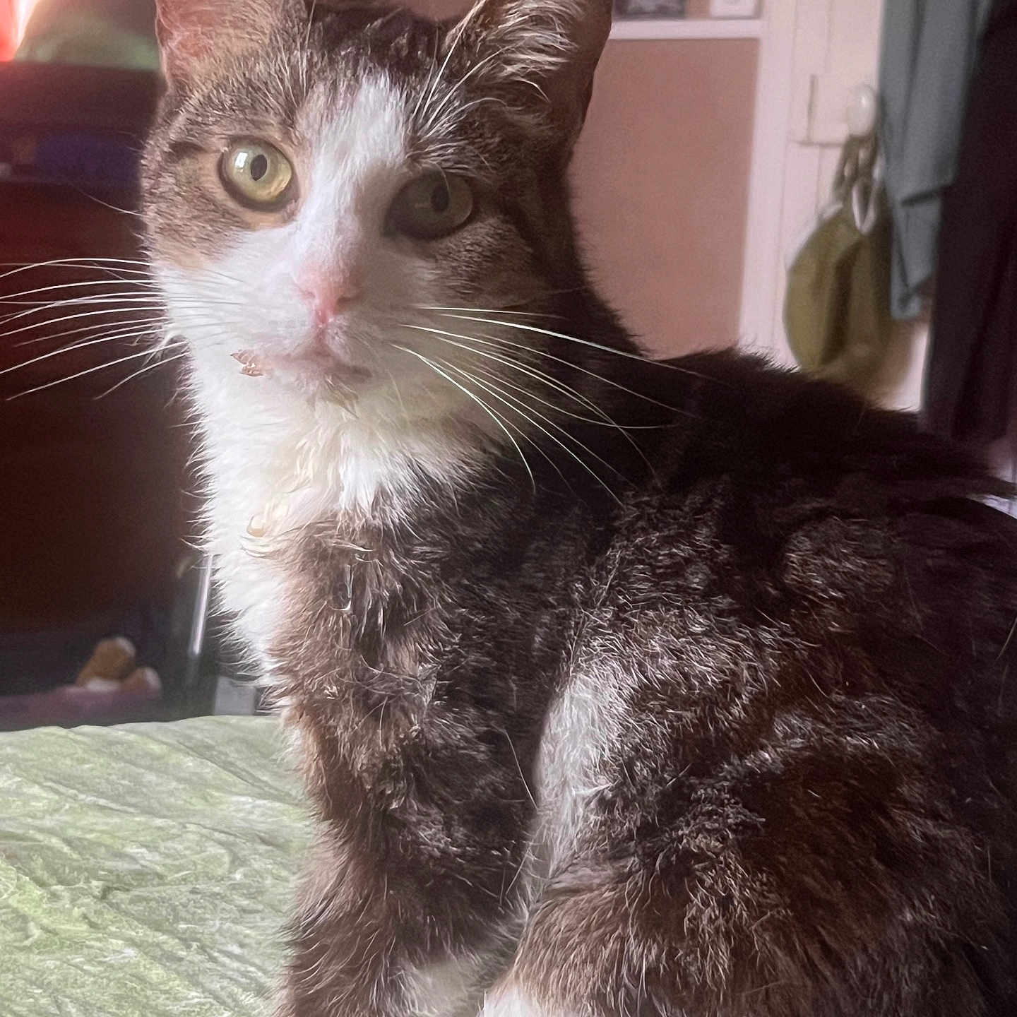 Minette