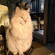 Willow is registered to the contest to win money with this photo: cat, fluffy_cat, cream_colored, sunlight, icicles, stone_wall, outdoor, animal, pet, feline, winter, cold, ledge, portrait, whiskers, ears, fur, sitting, daylight, shadow