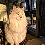 cat, fluffy_cat, cream_colored, sunlight, icicles, stone_wall, outdoor, animal, pet, feline, winter, cold, ledge, portrait, whiskers, ears, fur, sitting, daylight, shadow