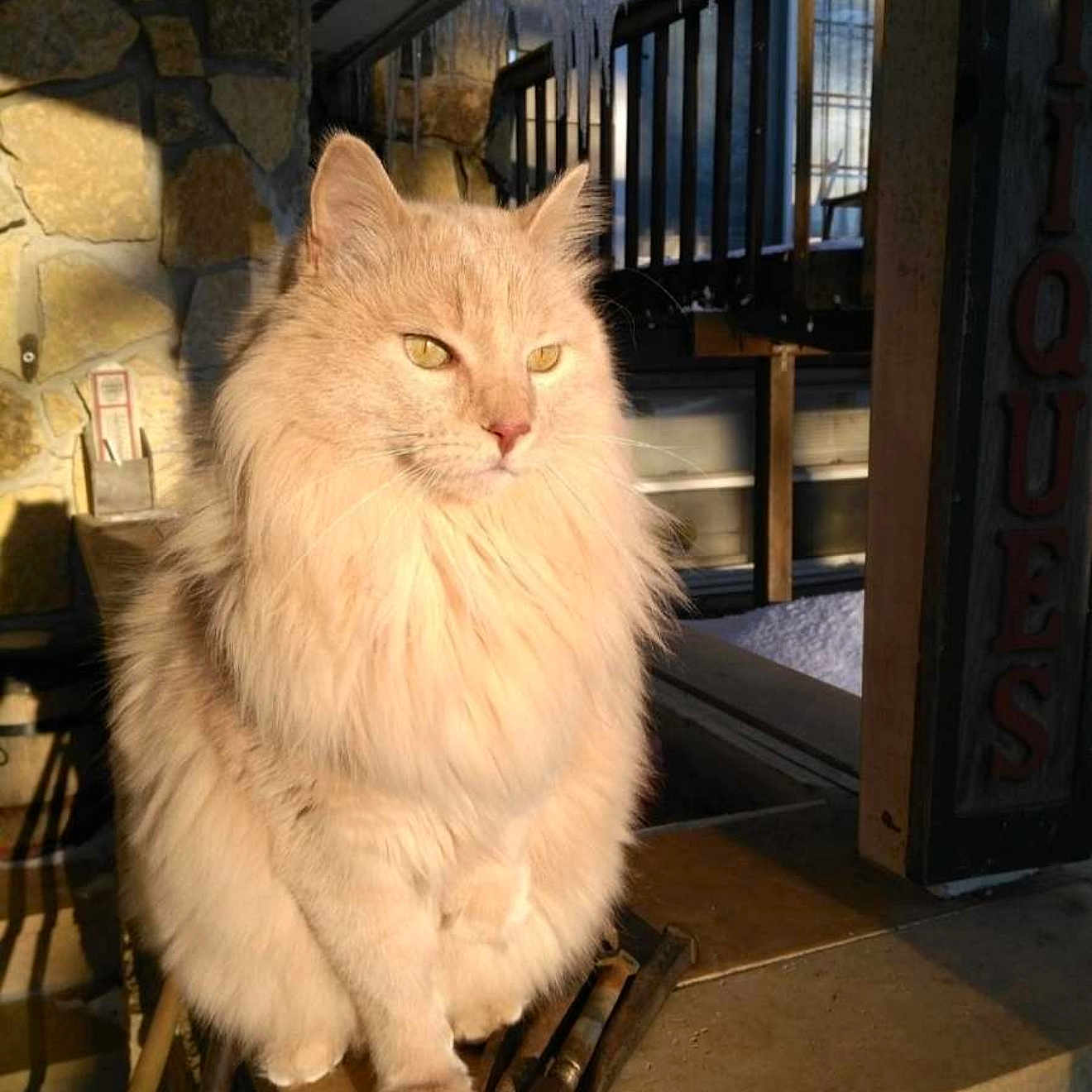 Willow is registered to the contest to win money with this photo: animal, cat, cold, cream_colored, daylight, ears, feline, fluffy_cat, fur, icicles, ledge, outdoor, pet, portrait, shadow, sitting, stone_wall, sunlight, whiskers, winter