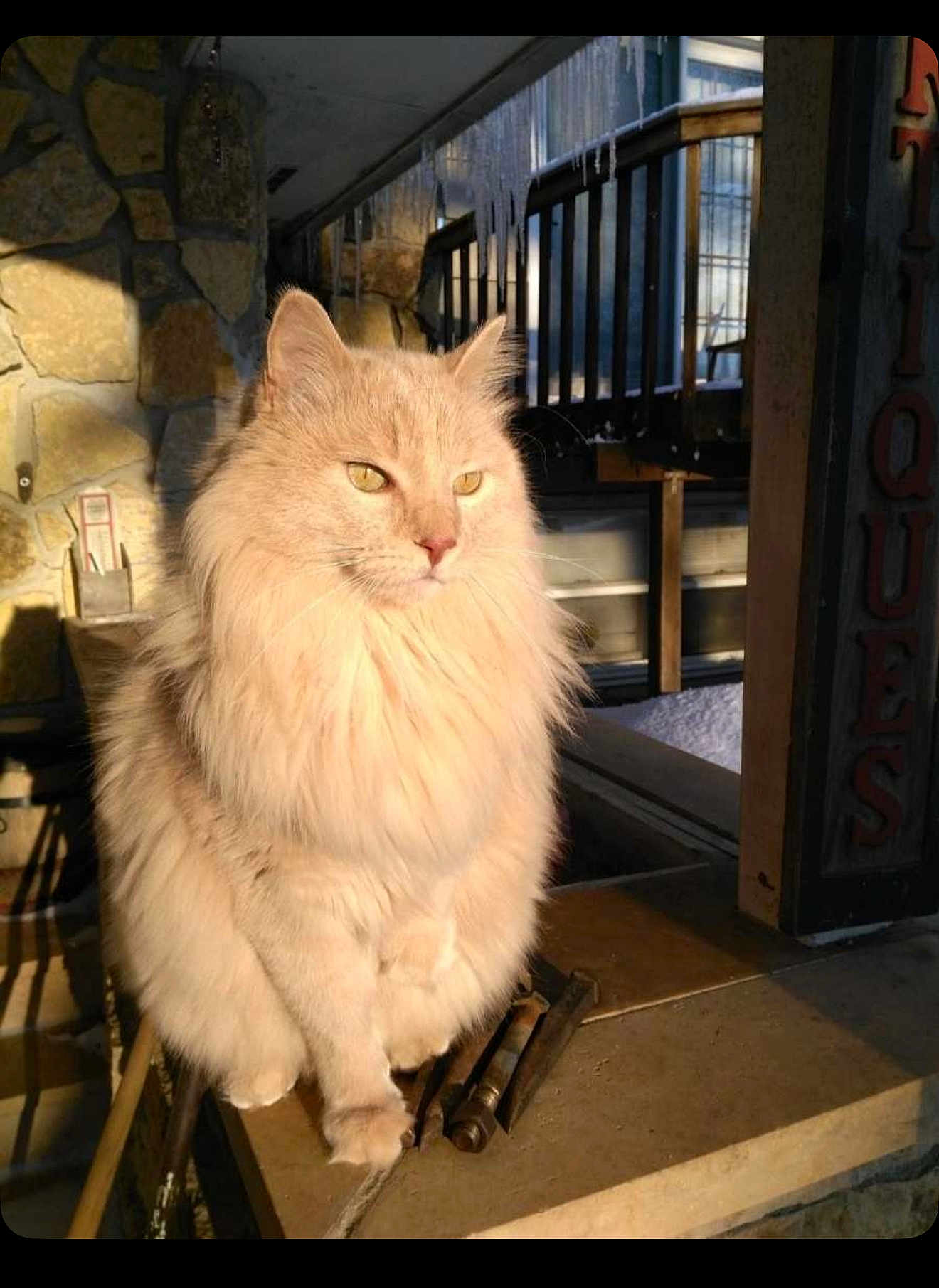 Willow is registered to the contest to win money with this photo: cat, fluffy_cat, cream_colored, sunlight, icicles, stone_wall, outdoor, animal, pet, feline, winter, cold, ledge, portrait, whiskers, ears, fur, sitting, daylight, shadow
