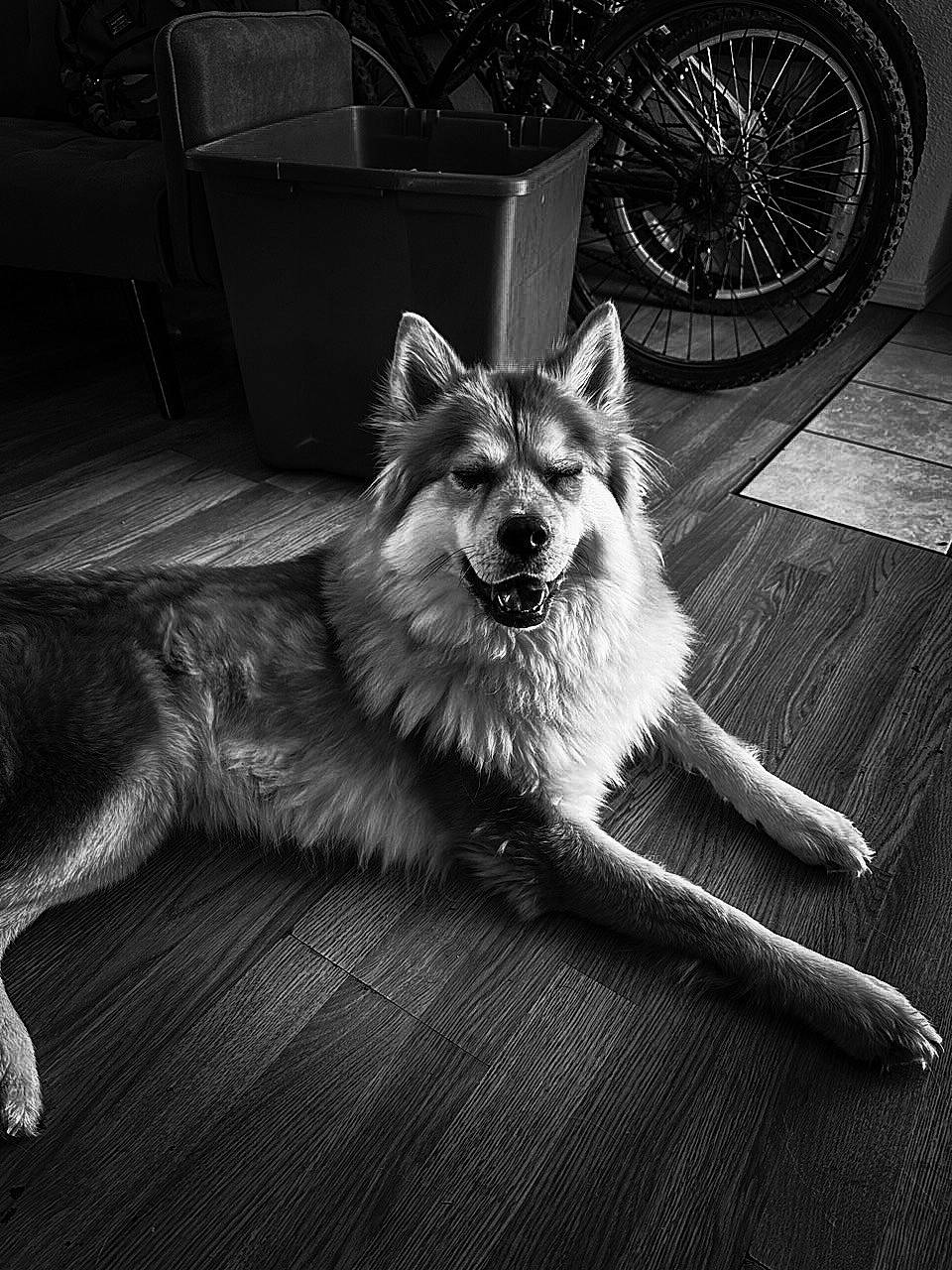 Winter is registered to the contest to win money with this photo: automotive_tire, bicycle_tire, black, black_and_white, canidae, carnivore, companion_dog, dog, dog_breed, grey, monochrome, monochrome_photography, plant, snout, sporting_group, style, tire, wheel, whiskers, white