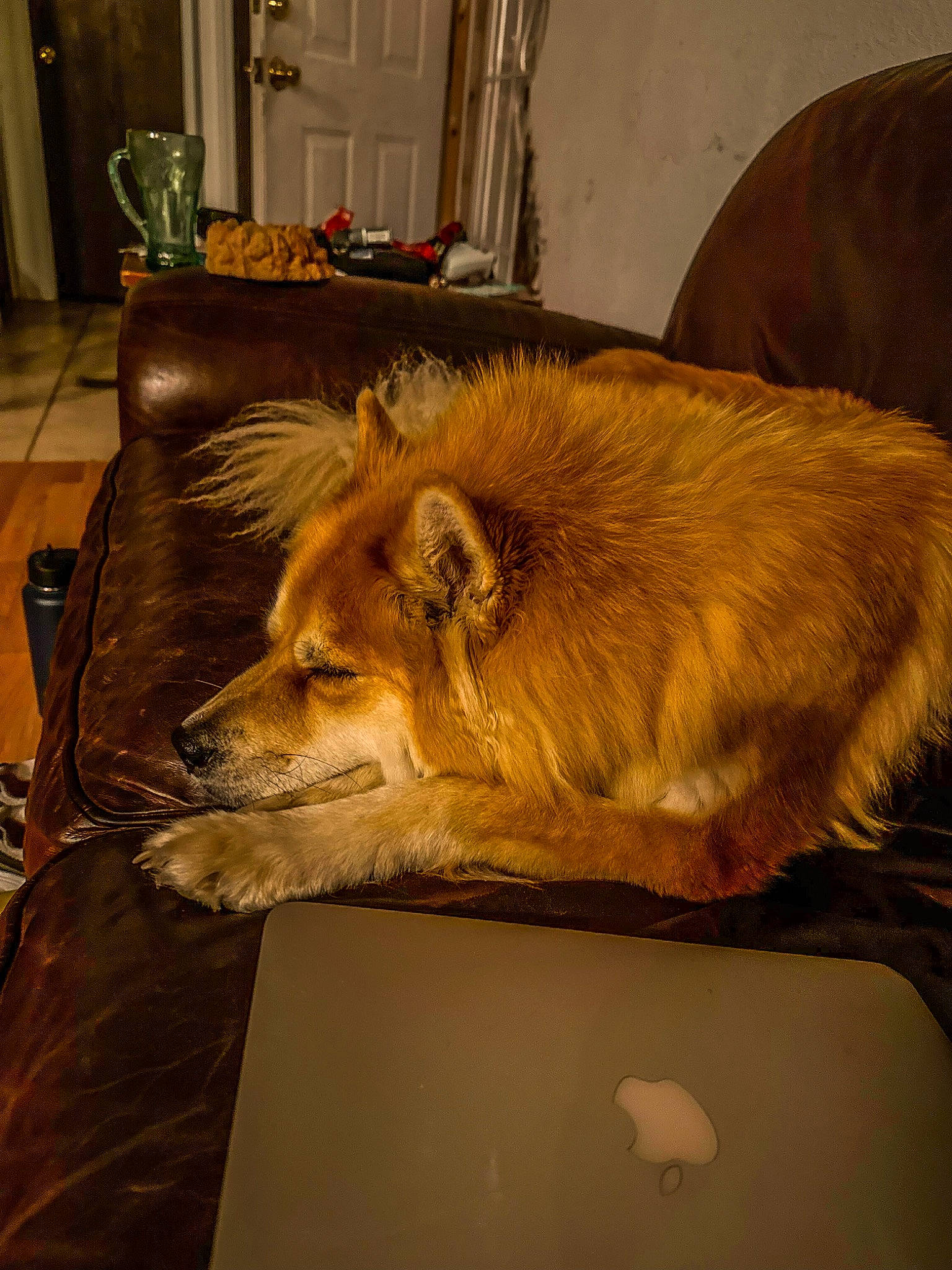 Winter is registered to the contest to win money with this photo: canidae, canis, carnivore, chair, companion_dog, dog, dog_breed, fawn, flooring, fur, furniture, granny_smith, red_fox, room, snout, spitz, sporting_group, table, whiskers, wood