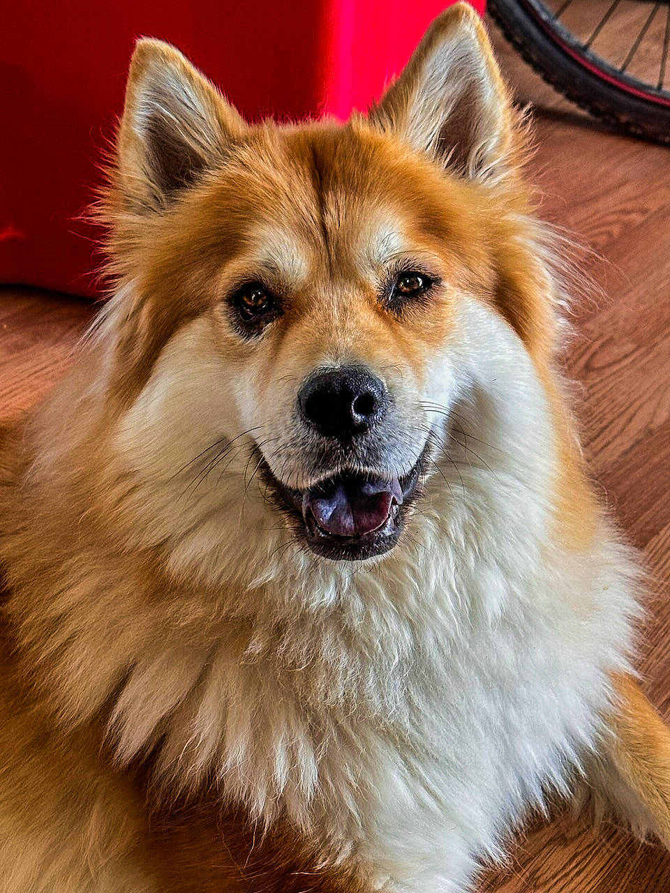 Winter joined the competition — help win amazing prizes! bicycle_tire, bicycles_equipment_and_supplies, canidae, carnivore, clock, companion_dog, dog, dog_breed, eye, fawn, fur, plant, smile, snout, spitz, sporting_group, terrestrial_animal, whiskers, wood, working_dog