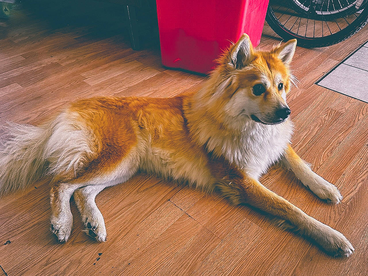 Winter is registered to the contest to win money with this photo: canidae, carnivore, claw, companion_dog, dog, dog_breed, fawn, flooring, fur, hardwood, herding_dog, paw, snout, sporting_group, tail, terrestrial_animal, tire, whiskers, window, wood