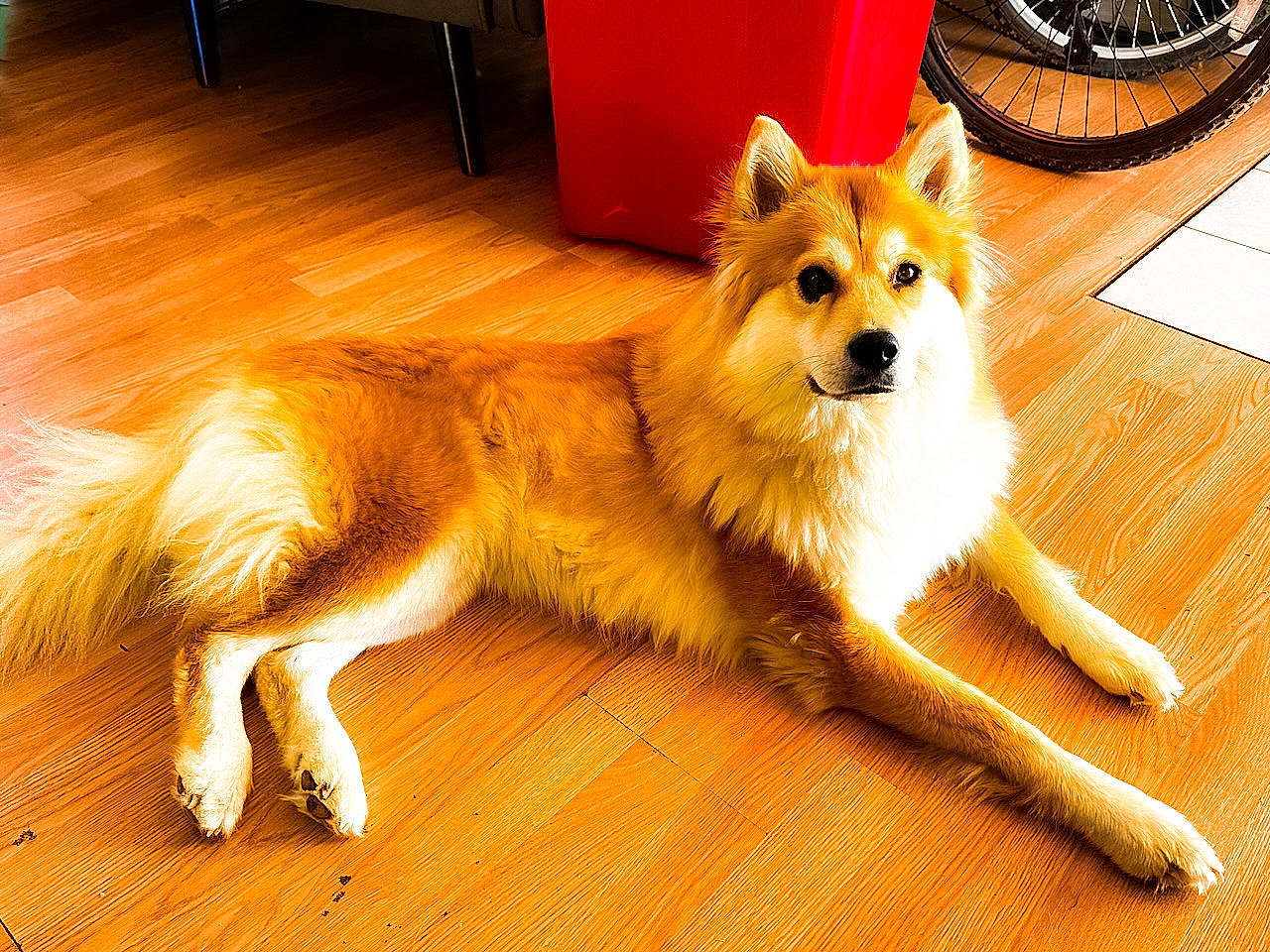 Winter joined the competition — help win amazing prizes! automotive_tire, bicycle_wheel, carnivore, companion_dog, dog, dog_breed, fawn, floor, flooring, fur, hardwood, lifebuoy, mechanical_fan, paw, tail, tire, tire_care, varnish, wheel, wood