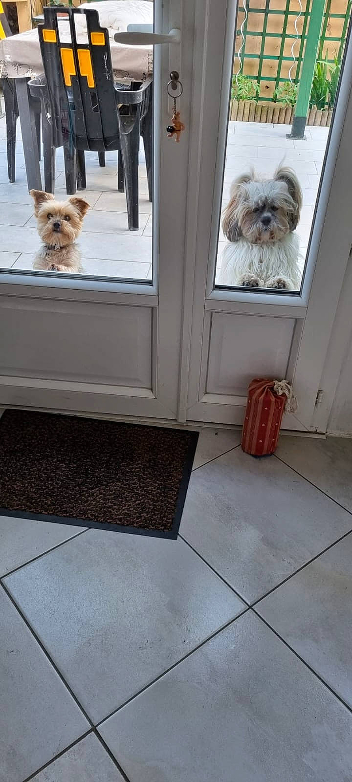 Gaya participe au concours pour gagner de l'argent avec cette photo : canidae, carnivore, carpet, companion_dog, curtain, dog, dog_breed, fawn, floor, flooring, fur, hardwood, road_surface, room, sidewalk, small_terrier, sporting_group, terrier, toy_dog, wood