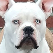 Blue a rejoint le concours — aidez-le/la à gagner de superbes lots ! dog, white_dog, blue_eyes, close_up, pet, animal, ears, face, portrait, canine, looking, outdoor, fur, snout, expression, alert, mammal, companion, domestic_animal, background_blur