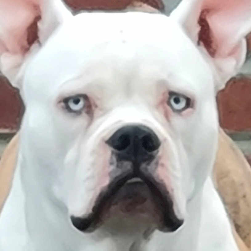 Blue a rejoint le concours — aidez-le/la à gagner de superbes lots ! alert, animal, background_blur, blue_eyes, canine, close_up, companion, dog, domestic_animal, ears, expression, face, fur, looking, mammal, outdoor, pet, portrait, snout, white_dog