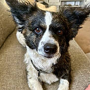 Milo joined the competition — help win amazing prizes! dog, pet, close_up, brown_eyes, fluffy_ears, black_and_white_fur, collar, tags, couch, beige, indoor, soft_texture, curious, calm, gentle, animal, companion, portrait, sitting, home